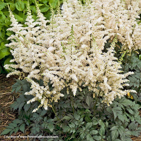 Chinese astilbe (Astilbe chinensis ‘Vision in White’)