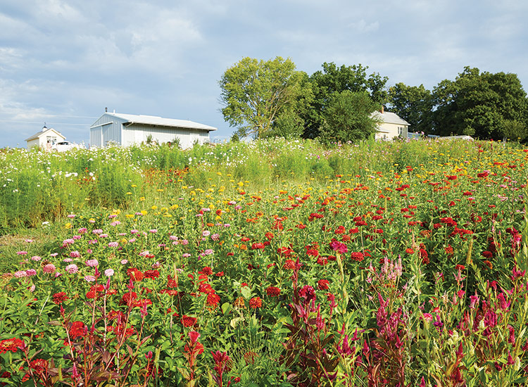 爱荷华州温特塞特的佩珀哈罗切花农场的花田:詹妮弗和亚当使用堆肥茶和鱼乳等天然肥料，在他们的种植中获得最多的花朵。
