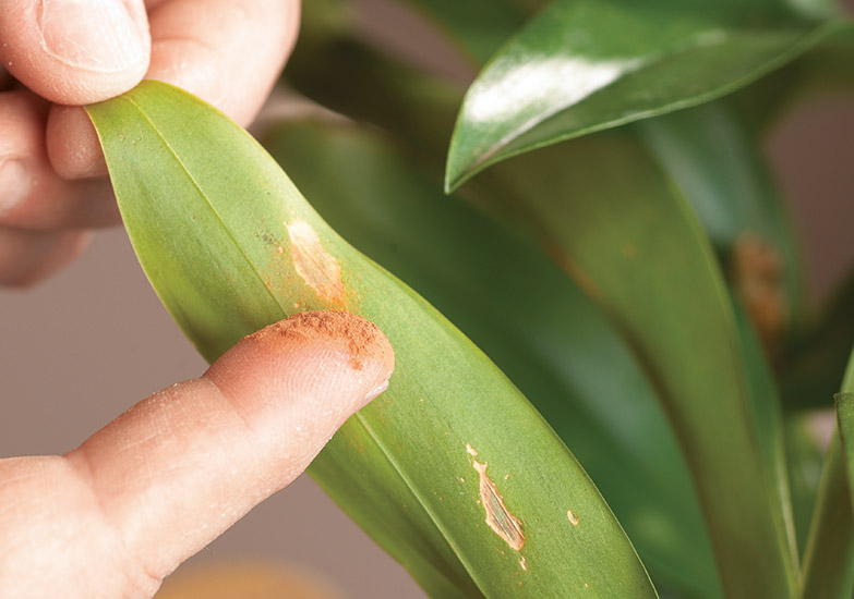 肉桂:只要在叶子上擦一点肉桂就可以控制真菌斑。
