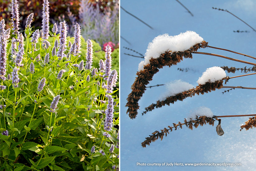 6-plants-birds-love-AniseHissop:‘Blue Fortune’ anise hyssop is a compact cultivar great for garden borders. 