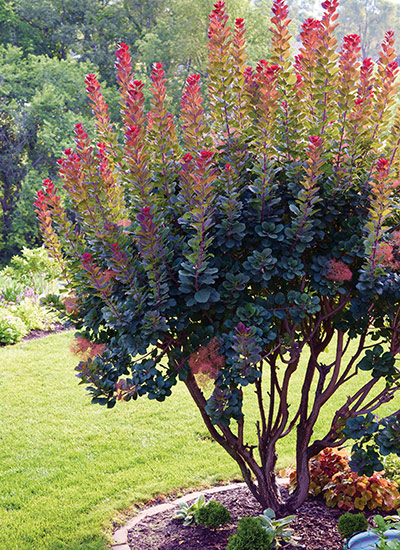 'Royal Purple' smokebush (Cotinus coggygria)