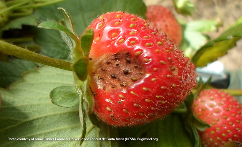 Whats-wrong-with-my-strawberry-plant-anthracnose: Mushy brown spots on your strawberries may be a sign of anthracnose.