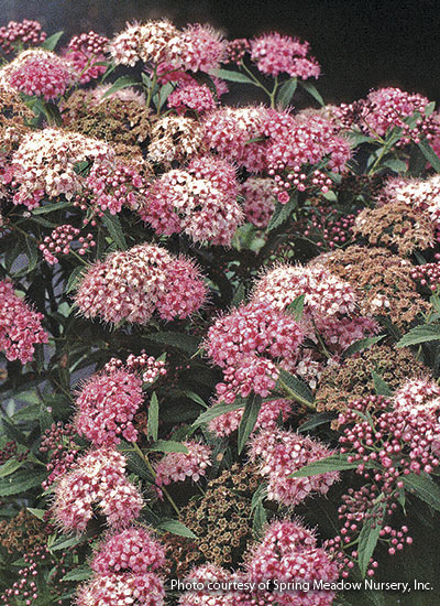 'Shibori' spirea (Spiraea japonica)