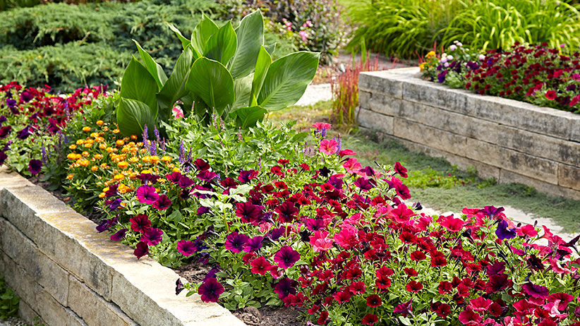 Image of Raised bed flower garden with herb border