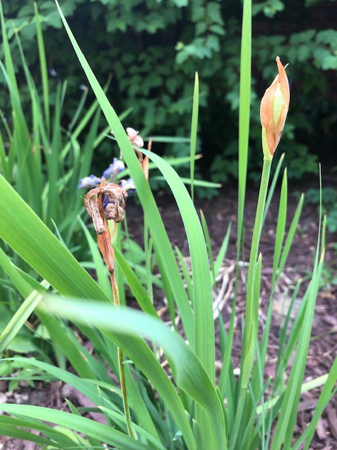 siberian iris seedhead