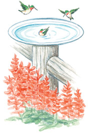 hummingbird bird bath illustration: A shallow bath of ½ inch of water is just right for hummingbirds.