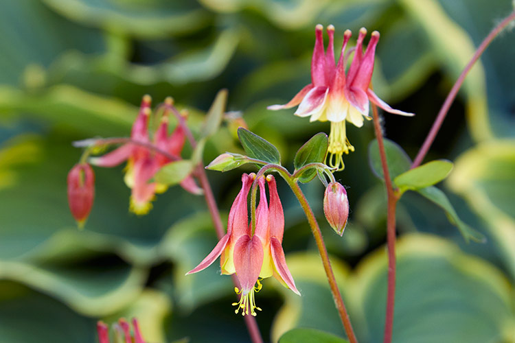 how-to-use-native-plants-in-your-garden-Canada-Columbine-Aquilegia-canadensis: The hummingbirds’s migration northward in spring is timed to just when 
the columbine, with its nectar-fi lled red spurs, begins to flower.