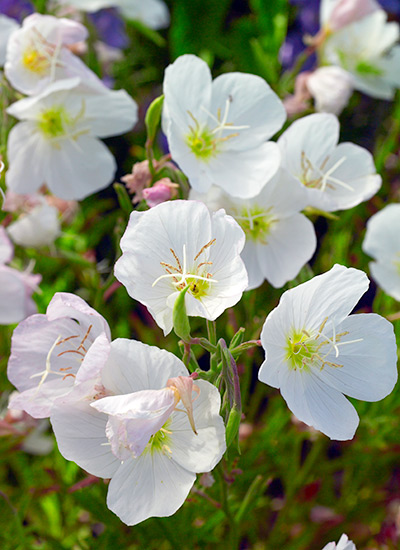 ’Innocence’ evening primrose (Oenothera pallida)