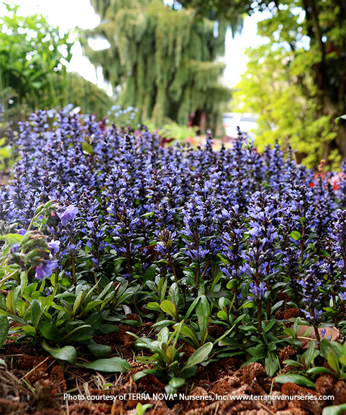 ‘Blueberry Muffin’ bugleweed: ‘Blueberry Muffin’ bugleweed is a drought-tolerant ground cover that can fill an area quickly.