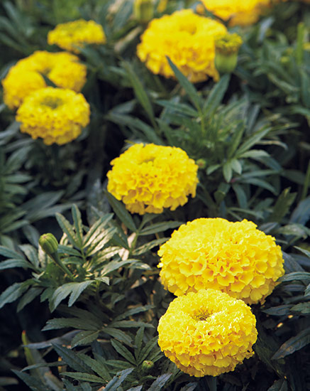 Marigold Tagetes Erecta 11 deer and rabbit resistant plants Garden Gate