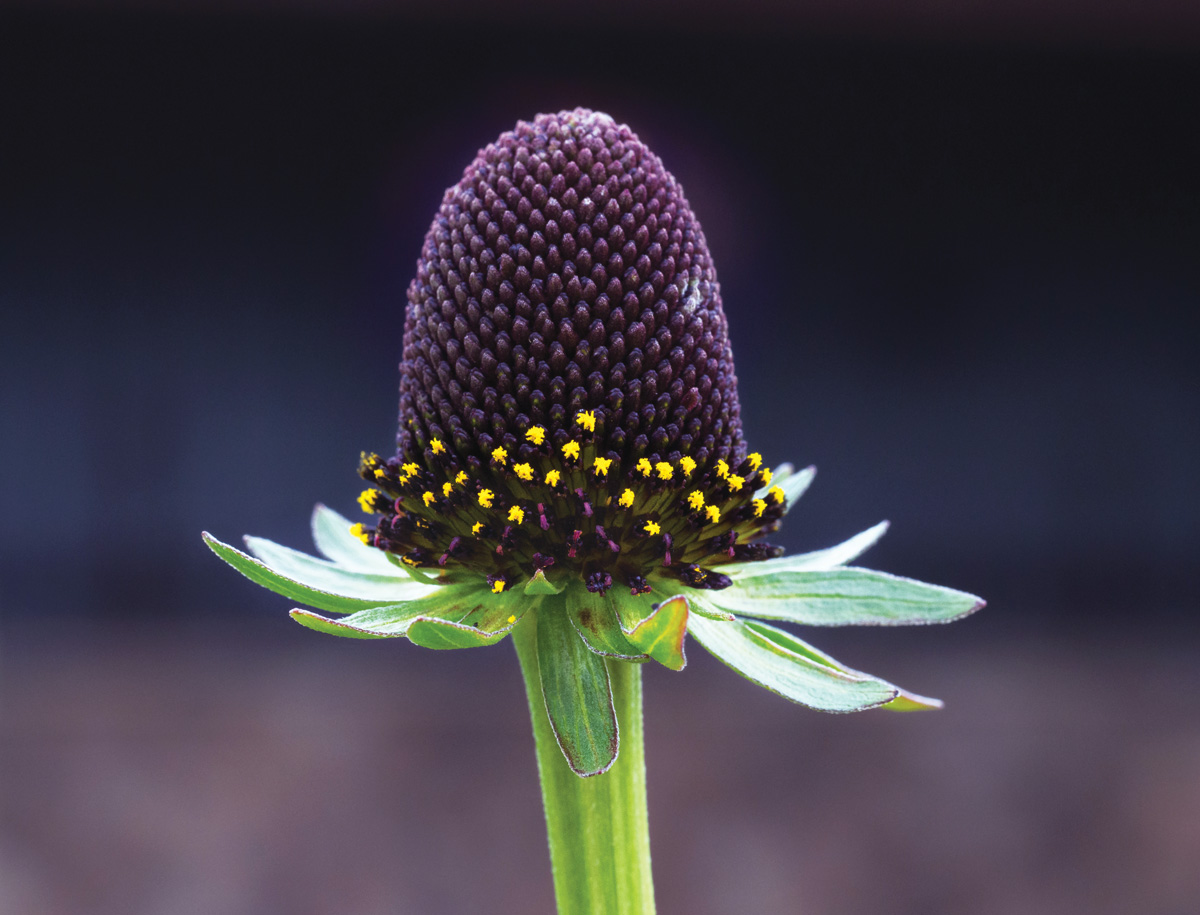 Rudbeckia occidentalis photo courtesy of wikimedia.org, Rhododendrites: Photo courtesy of wikimedia.org, Rhododendrites