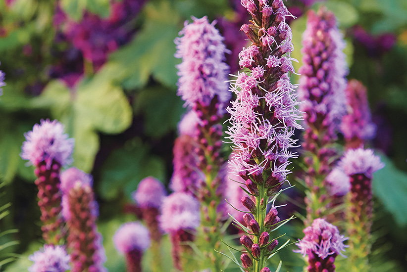 Spike blazing star (Liatris spicata ‘Kobold’)