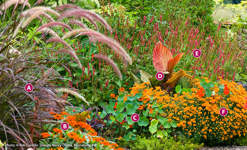 jewel-toned-fall-garden-ideas-canna-nasturtium-lettered