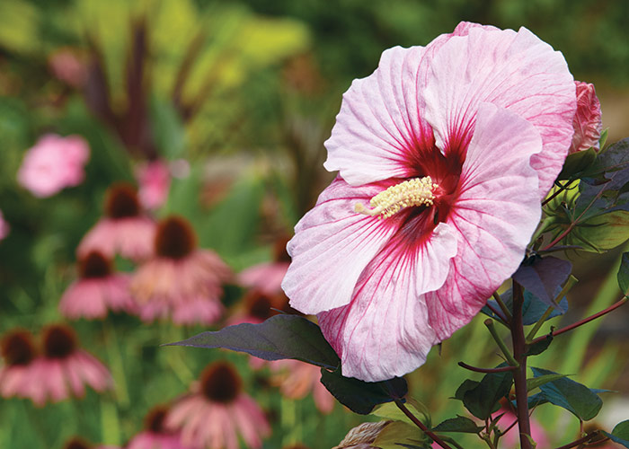 hardy hibiscus portrait: Hardy hibiscus blooms are a bold statement plant in summer garden beds and borders.