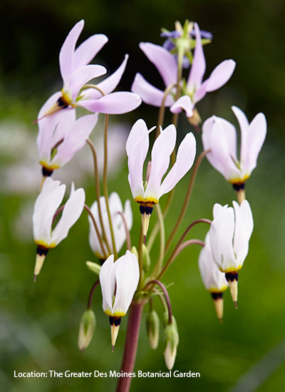 Shooting star (Dodecatheon meadia)