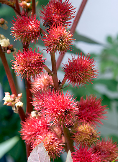 Plants with Red Flowers & Foliage