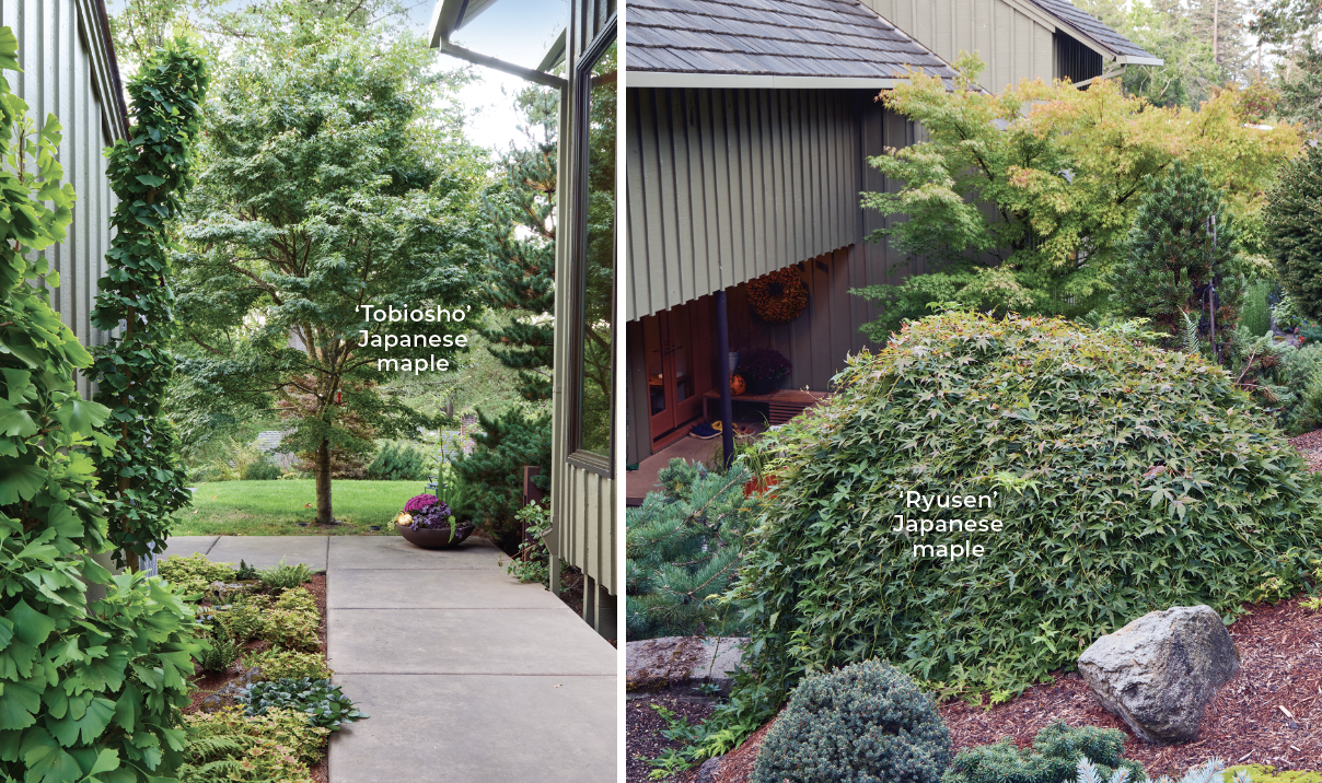 Gene Rozenboom Japanese Maples: ‘Tobiosho’ Japanese maple (left) makes a statement, especially in fall when the leaves change to gold, orange and red. Without staking, 'Ryusen' Japanese maple is a fast-growing and unique variety that grows just a few inches tall.