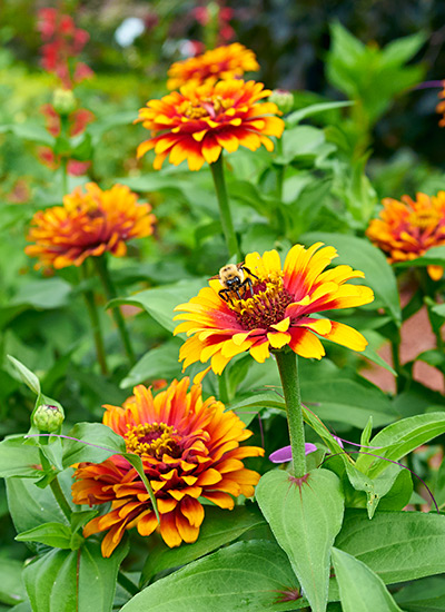 Zowie!™ Yellow Flame zinnia (Zinnia hybrid)