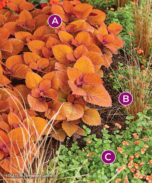 Sedona Sunset coleus with twinspur and sedge