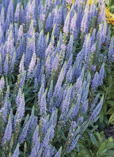 Moody Blues® Sky Blue speedwell (Veronica hybrid) 