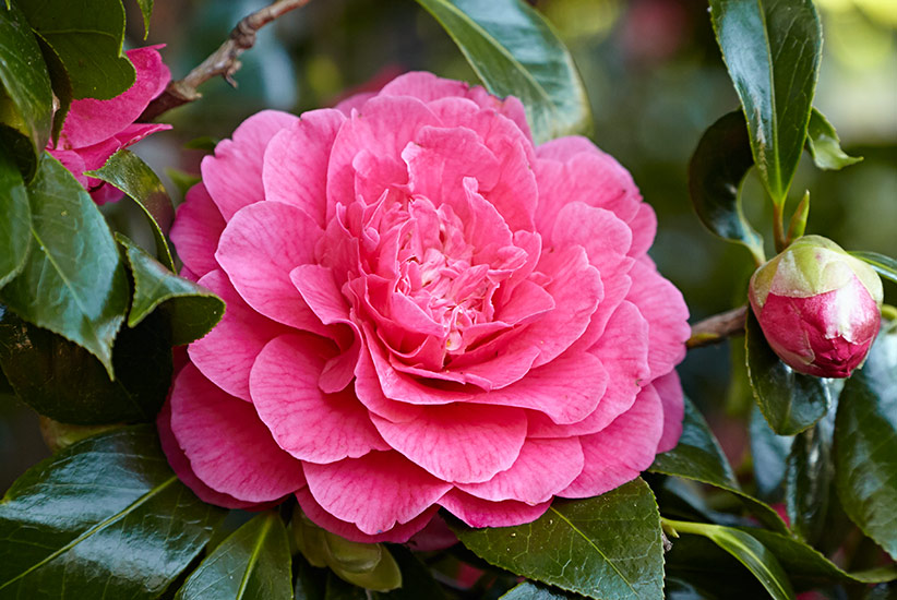 winter-flowers-nl-pv-camelia