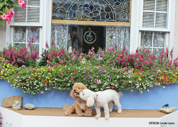 Linda Laine Container challenge entry: Linda’s pups, Whisper and Kokopelli like to soak up the sun in front of this flowery windowbox.