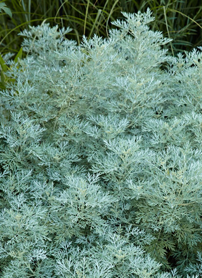 Artemisia (Artemisia spp. and hybrids)