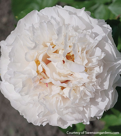 ‘Wonderous Delight’ (Paeonia hybrid)