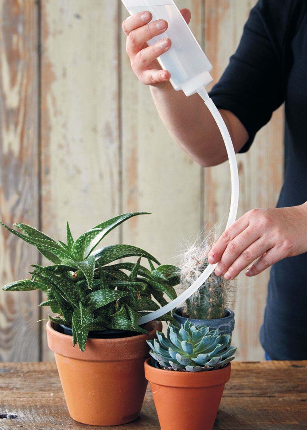 watering-cactus-tip-1000x1400: Purchase tubing at a hardware store, or recycle
medical tubing from an unused nebulizer.