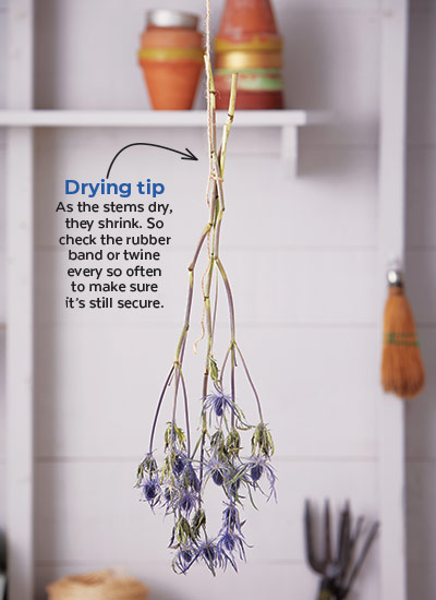 air drying sea holly: Hang sea holly upside-down to dry so flower heads will remain straight, not drooped over.