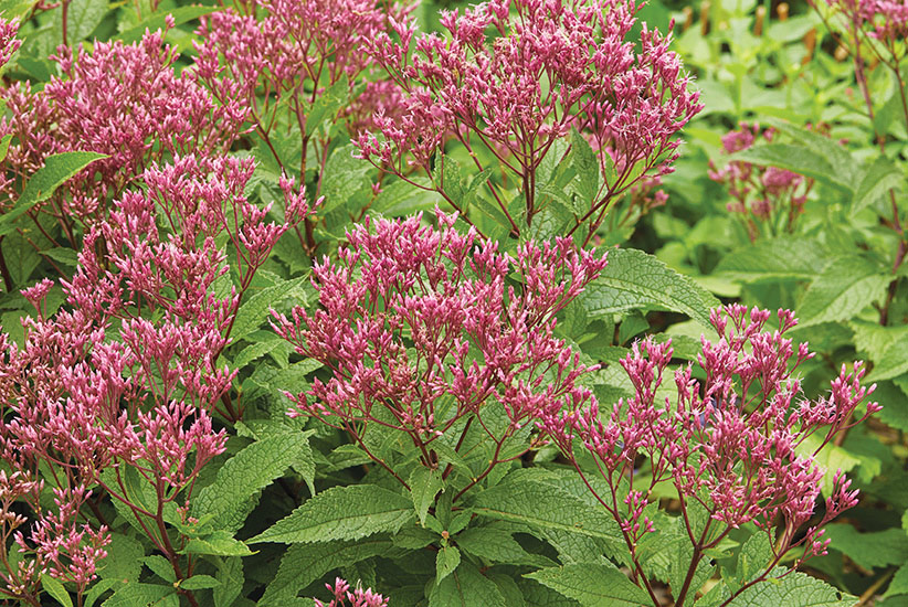 Joe-Pye weed  (Eutrochium purpureum Euphoria™ Ruby)