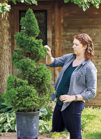 Diy Spiral Topiary Garden Gate