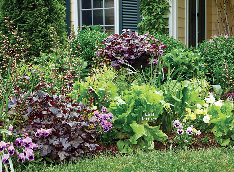 Adding edibles to garden beds: The lettuce planted at the front of this mixed border offers an easy harvest.