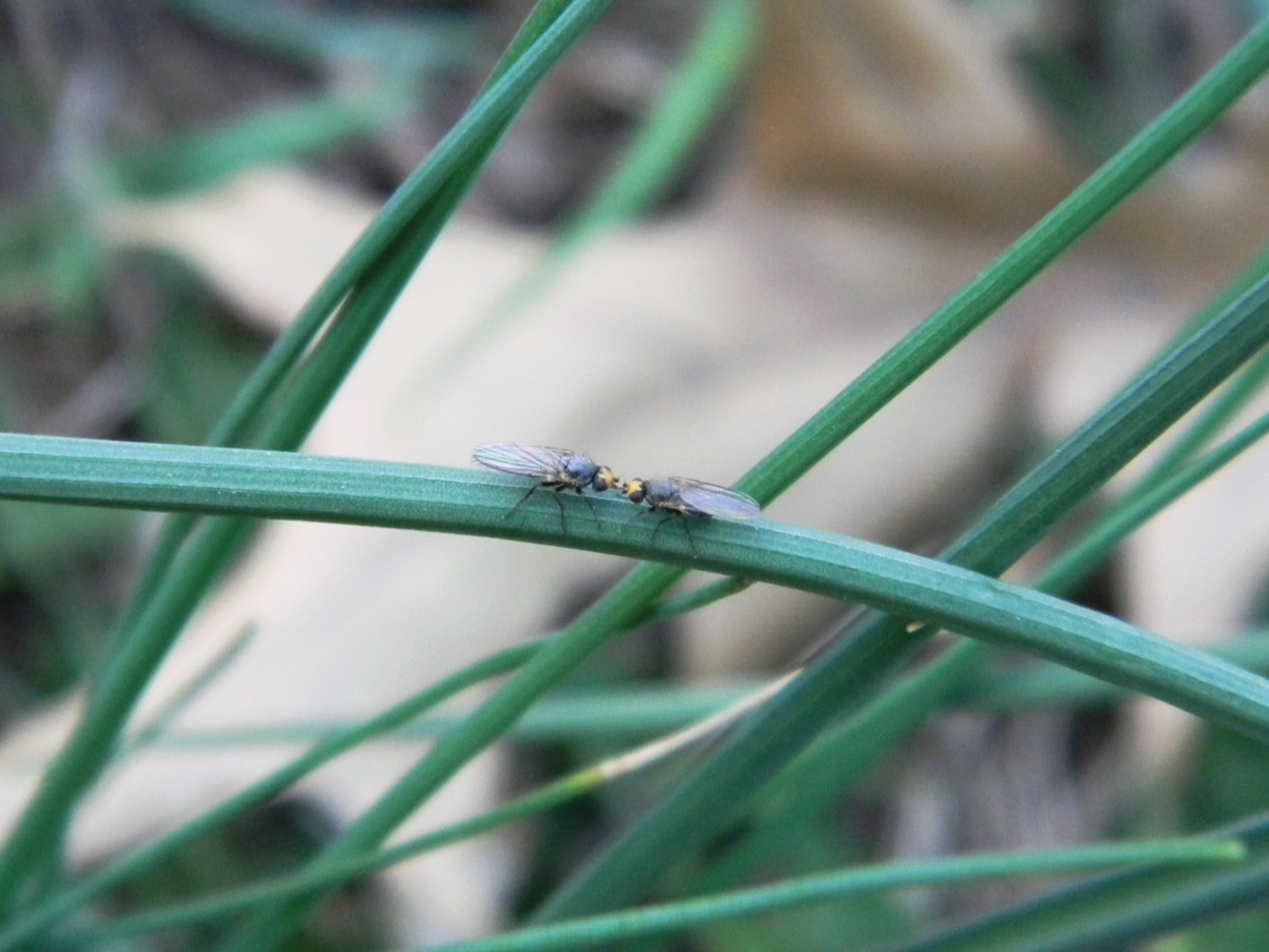GG185PESTS Allium Leaf miner photo by Lawrence Barringer Pennsylvania Department of Agriculture Bugwood