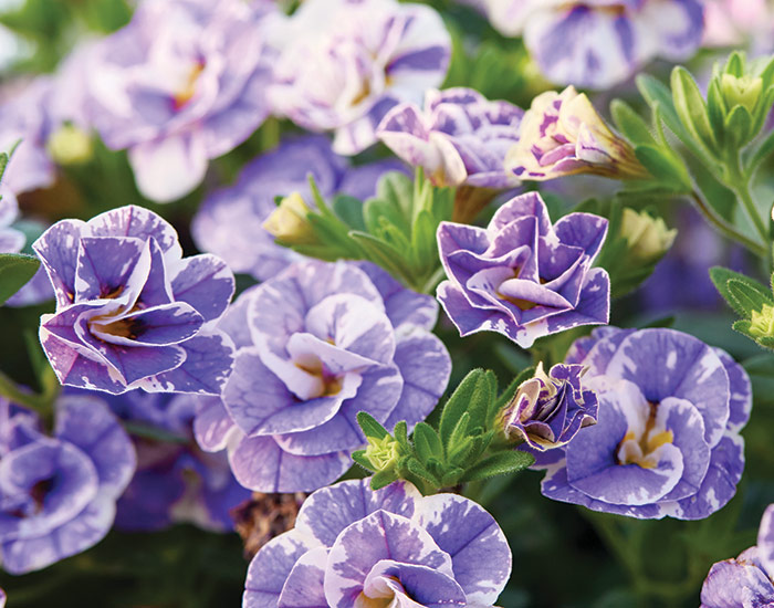 Funtopia Calibrachoa blooms by Garden Gate magazine: Splashes of lavender-blue and white from Uno Funtopia Blue keep your containers colorful from spring to frost.  