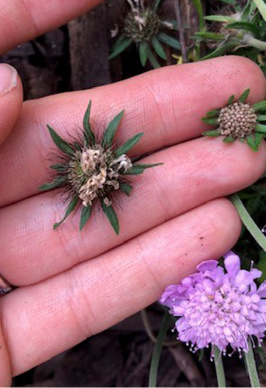 scabiosa spent flower and bud: Side by side you can see the difference between the budding new flower and the spent one. It gets hairier after blooming!