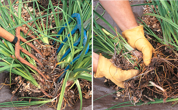 Dividing torch lily plants: Divide torch lily by breaking up the clump of dense roots with a couple of garden forks. Once the plant is out of the ground you can pull pieces off to break into even smaller divisions. Plant these at the same depth they were growing, and water well to settle the soil in around the roots.
