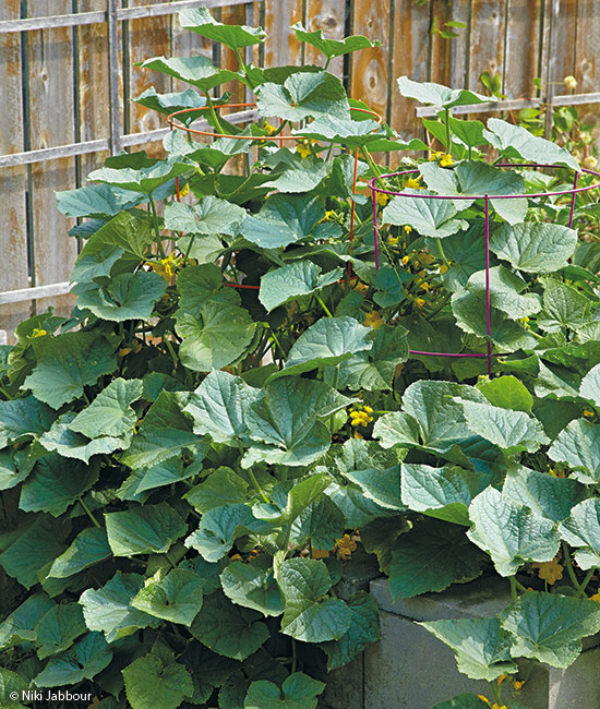 Use tomato cages for bushing cucumber varieties photo Copyright Niki Jabbour