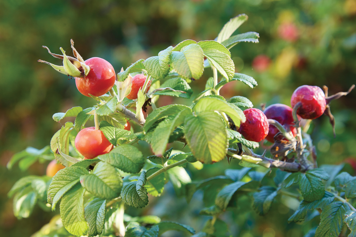 Rose hips: Rose hips are red and ripe in fall but age to deep purple or black by winter — if they last that long. Lisa finds that the birds eat them up before the season ends.
