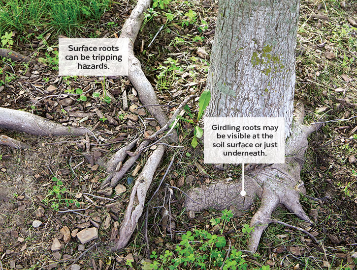 dealing with tree roots: Girdling roots may be visible at the soil surface or just underneath. Surface roots can be tripping hazards.