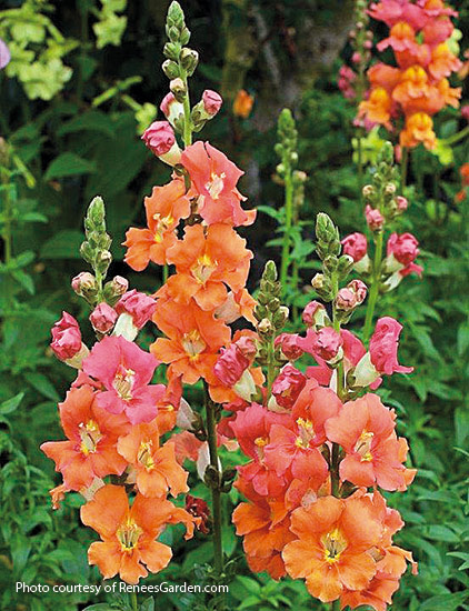 Chantilly butterfly snapdragon (Antirrhinum majus)