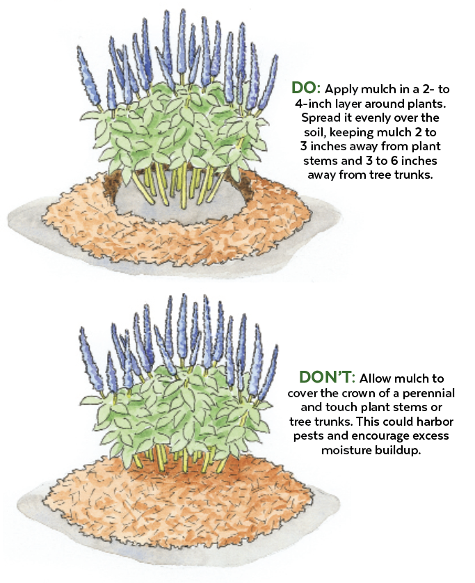 GG187 Mulching illustration by Carlie Hamilton: Illustration by Carlie Hamilton