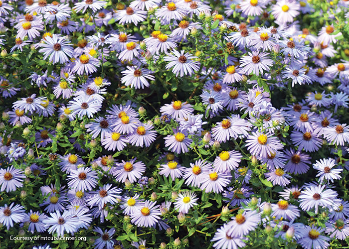 Twilight Sky aster courtsey of Mt. Cuba: Keep your borders colorful until frost with loads of lavender blooms from this new aster.  