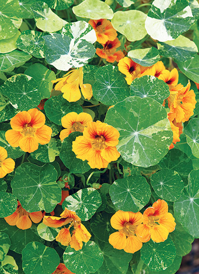 Nasturtium (Tropaeolum majus)