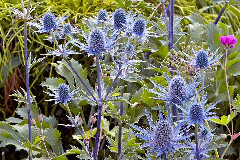 Sea holly (Eryngium ’Sapphire Blue’)