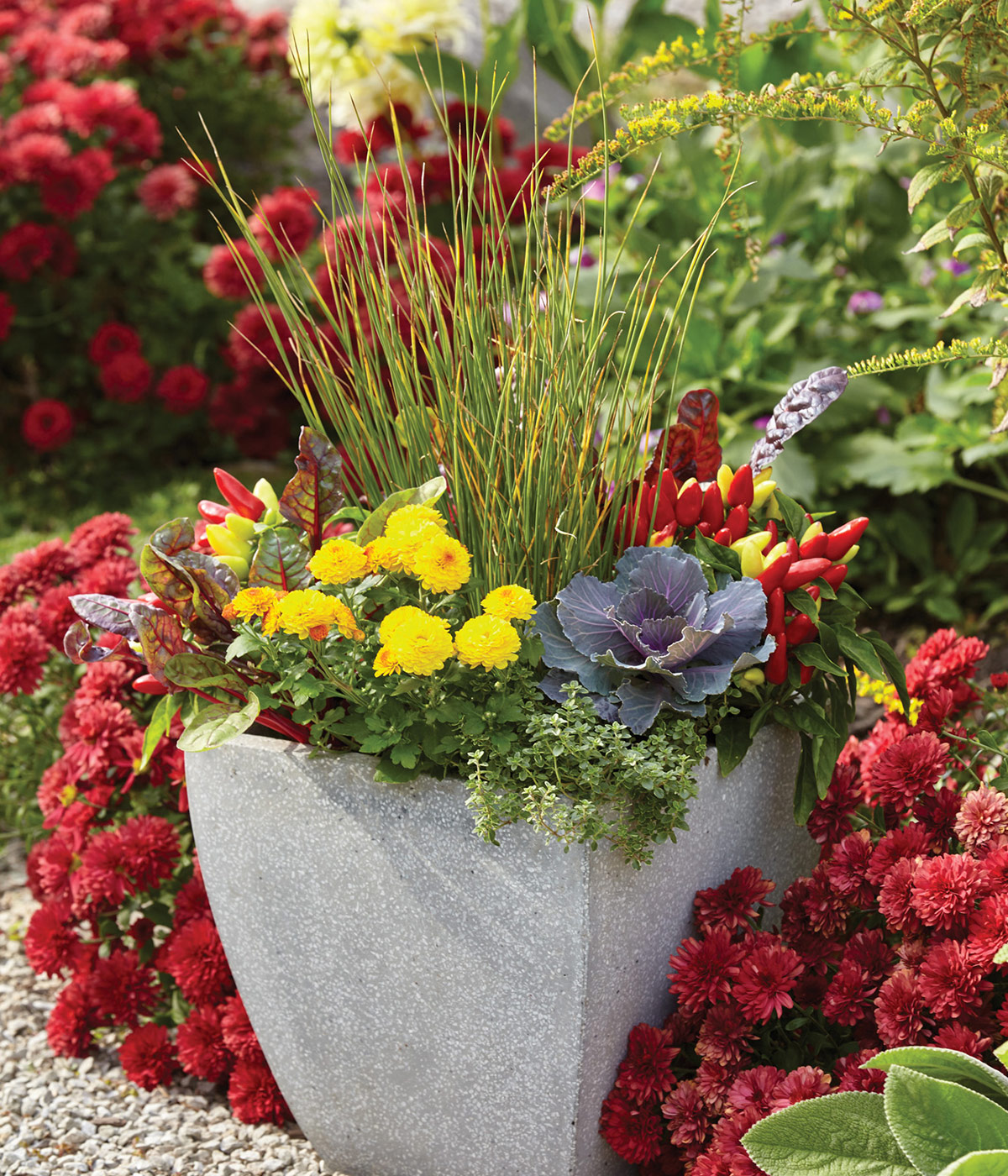 Fall container planting with mums and ornamental peppers: Colorful mums make a perfect addition to fall container gardens.