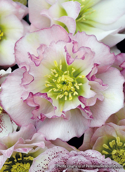 ‘Flower Girl’ hellebore (Helleborus x hybridus')