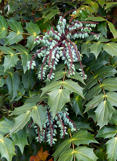 Oregon grape holly (Mahonia aquifolium)