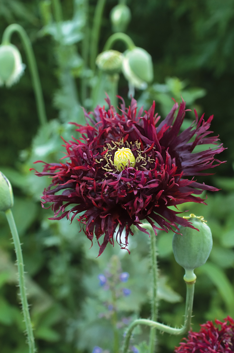 Black Swan Poppy Courtesy of Select Seeds, Co.: ‘Black Swan’ poppy’s almost black petals are a perfect addition to gothic gardens. Photo courtesy of Select Seeds, Co.