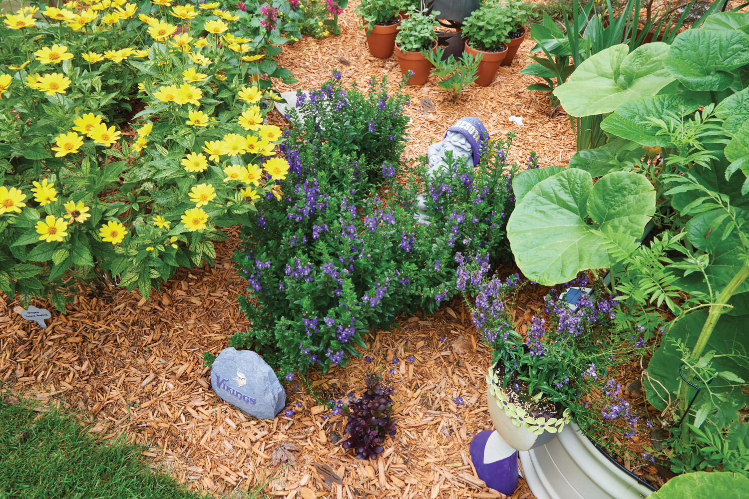 185 RGA Viking theme garden: Bob has embraced his love for the Minnesota Vikings in this purple-and-yellow themed garden where he planted angelonias in the shape of a “V.” 